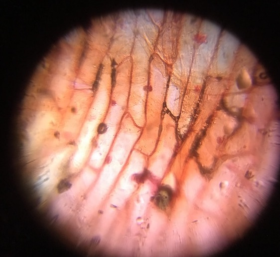 image from Onion peel under microscope